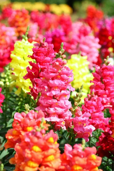 Antirrhinum virágok — Stock Fotó