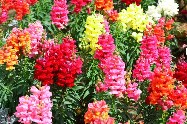 stock image Antirrhinum flowers