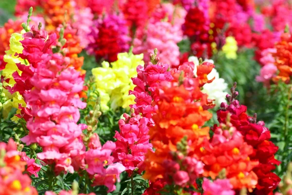 Flores antirrrhinum — Fotografia de Stock