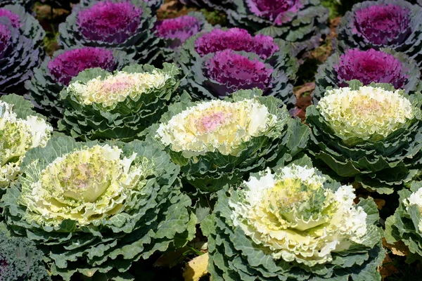 stock image Ornamental cabbage