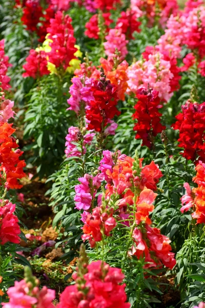 Antirrhinum květiny — Stock fotografie