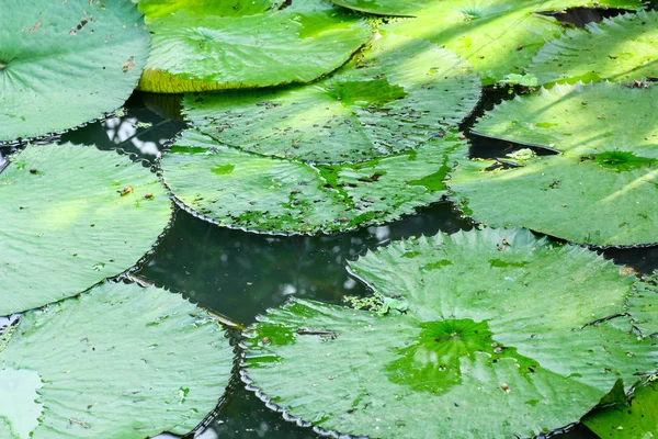 stock image Water lilly