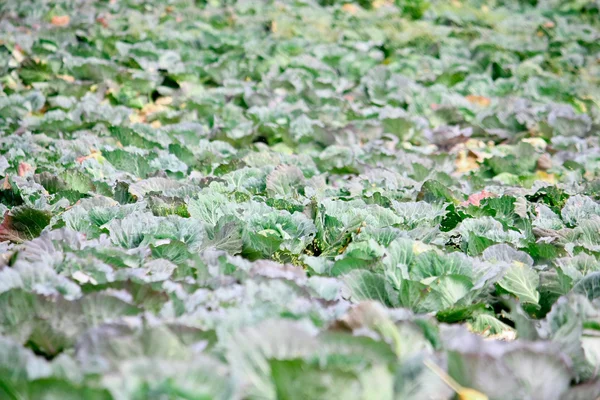 stock image Cabbage