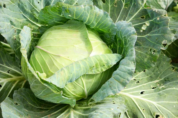 stock image Cabbage