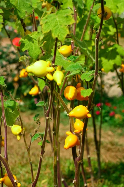 stock image Aubergine,solanum mammosum plant