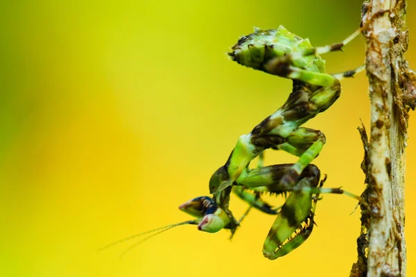 Mantis — стокове фото