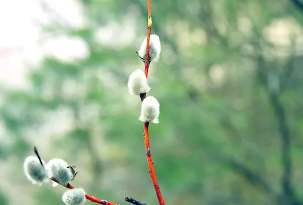 Pussy willow branch — Stock Photo, Image