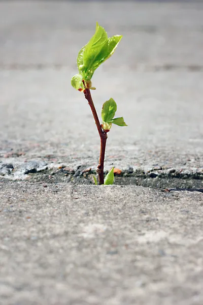 Árbol creciendo a través de grietas en pavimento —  Fotos de Stock