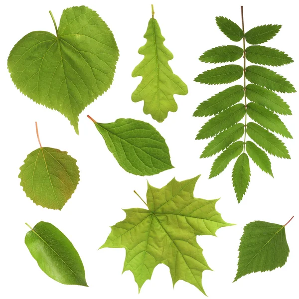 Groene bladeren geïsoleerd op witte achtergrond — Stockfoto