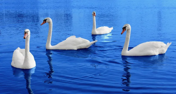 Quattro cigni bianchi galleggiano in acqua blu — Foto Stock