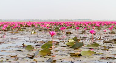 pembe lotus