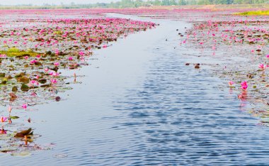 pembe lotus