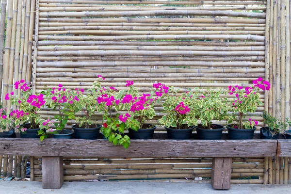 Bambu staket och blomma — Stockfoto