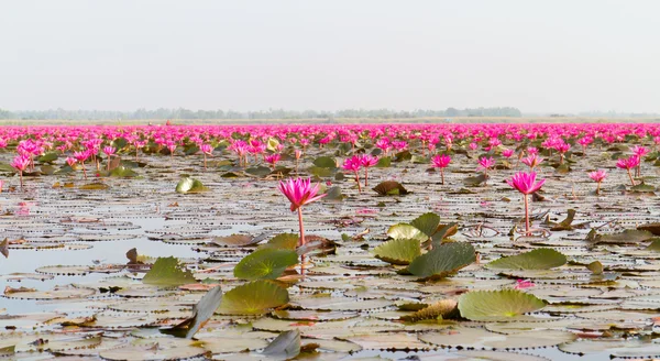 Pembe lotus — Stok fotoğraf