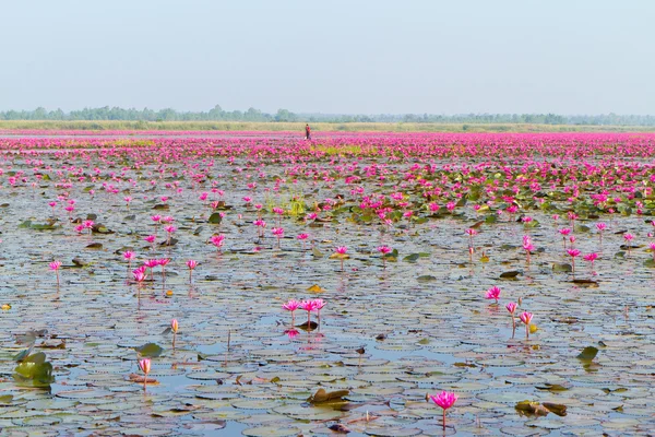 Loto rosa — Foto de Stock