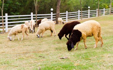 sheeps eten van gras