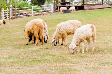 sheeps eten van gras