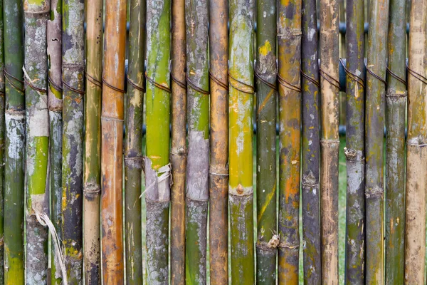 Бамбукові огорожі — стокове фото