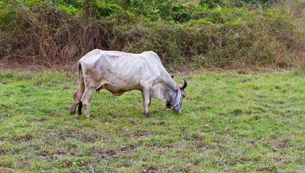 Mucca che mangia erba — Foto Stock