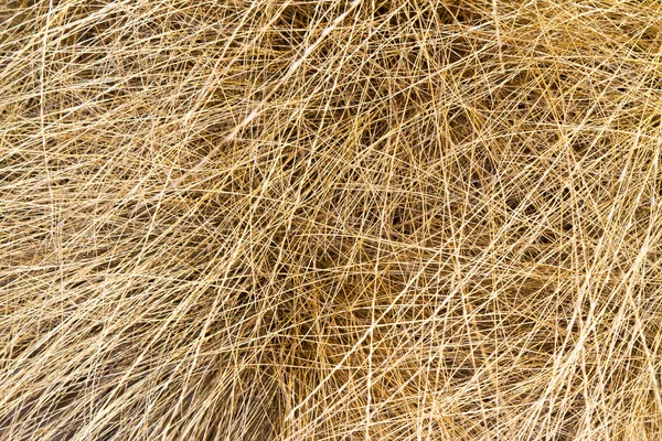乾的草 — 图库照片