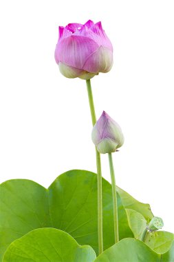 Pink lotus clipart