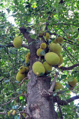 jackfruits ağacı