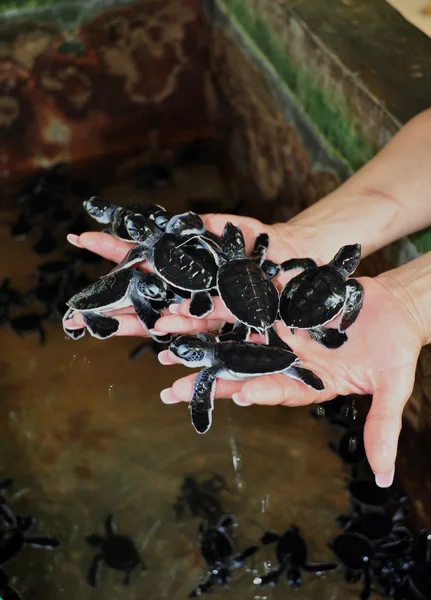 stock image Many Small turtles