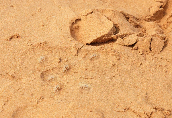 stock image Six small crans on sand