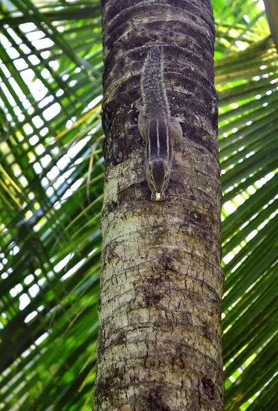 stock image Chipmunk with a nut runs on palm