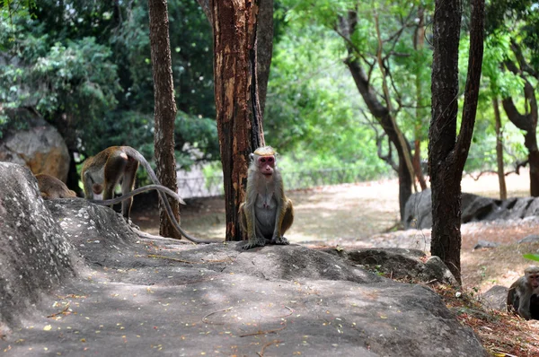 stock image Many monkeys