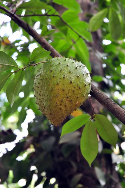 stock image Exotic fruit on tree