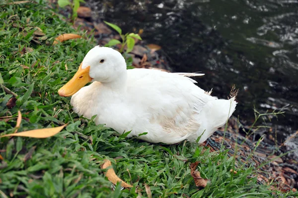 Pato en la hierba —  Fotos de Stock