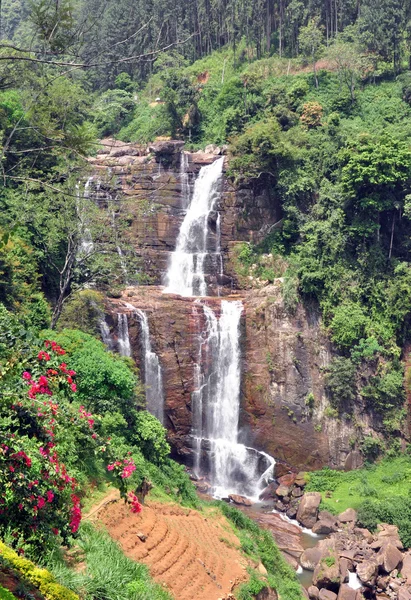 Cascade près d'une plantation de thé — Photo