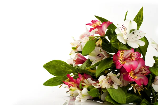 stock image Bouquet of orchids on white background.