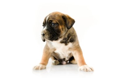 Adorable puppy Boxer on white background clipart