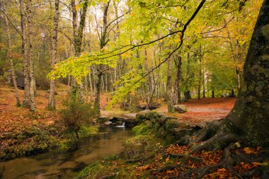 Small river in the portuguese national park of Geres in beautifu clipart