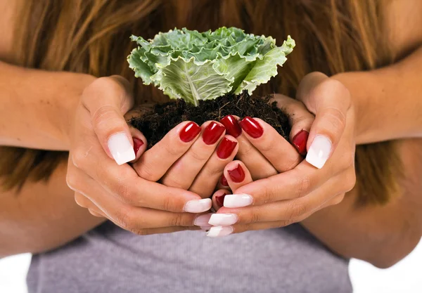 Closeup of two woman hands holding a green plant — Stock Photo, Image