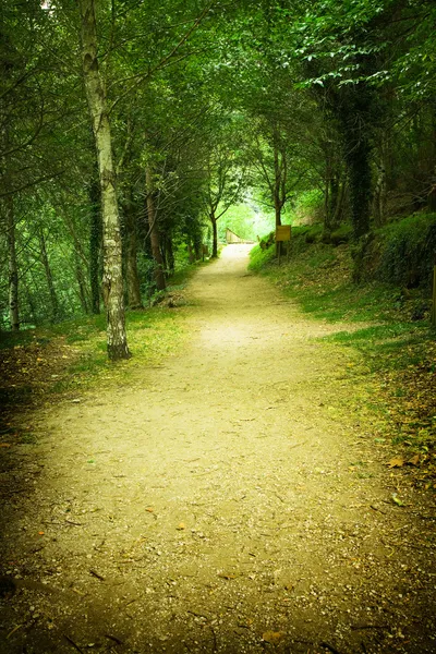 Caminho florestal — Fotografia de Stock