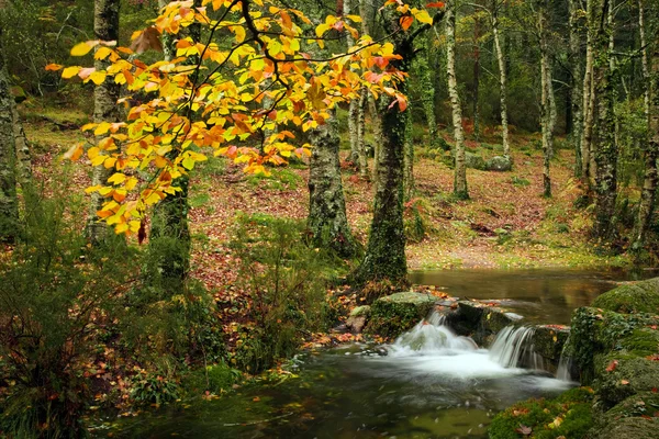 Small autumn river at Geres National Park, north of Portugal — Stock Photo, Image