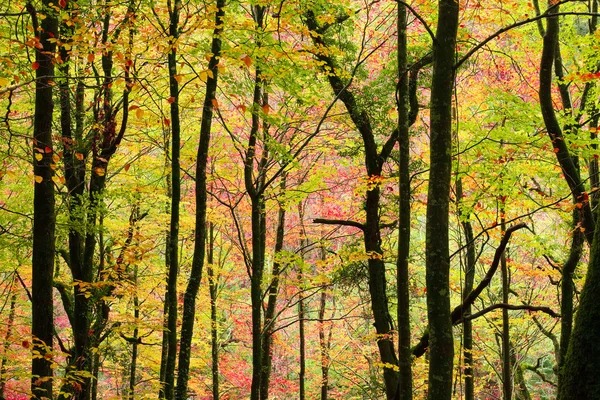 Hösten skogen på albergaria da mata, geres nationalpark, portug — Stockfoto