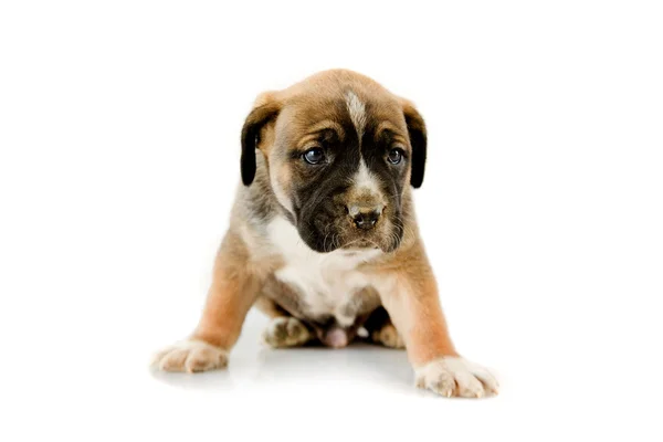 Adorable puppy Boxer on white background — Stock Photo, Image
