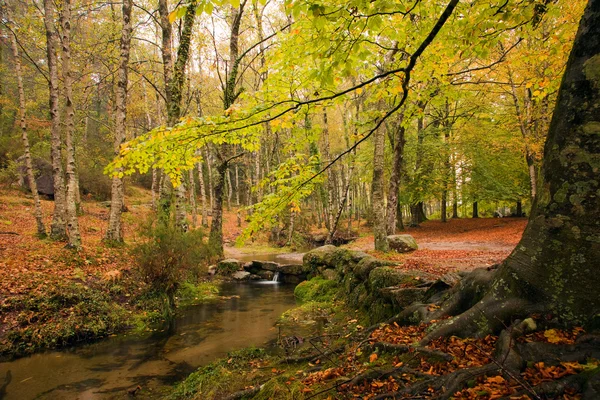 stock image Small river in the portuguese national park of Geres in beautifu