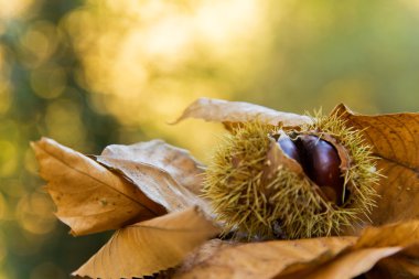Chestnuts on autumn leaves background clipart
