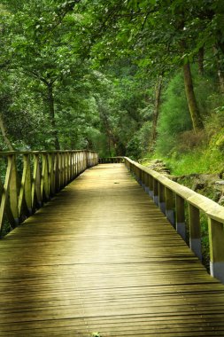 Wood bridge in the forest clipart