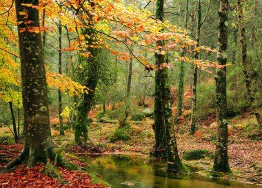 Small autumn river at Geres National Park, north of Portugal clipart