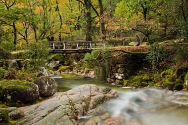 Small wooden bridge in the woods at Mata da Albergaria, Geres Na clipart