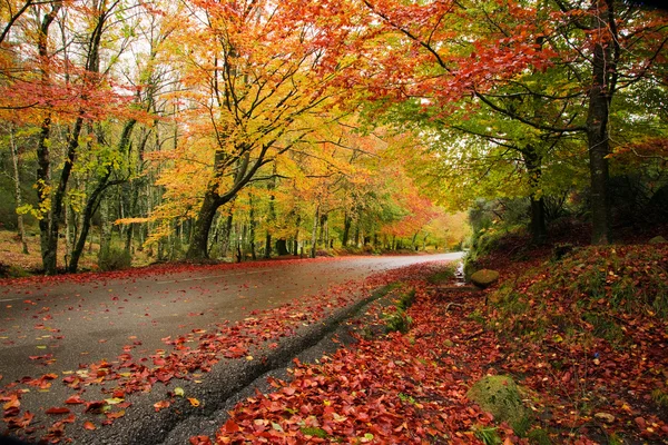 Droga w lesie jesienią w albergaria da mata, park narodowy geres, — Zdjęcie stockowe