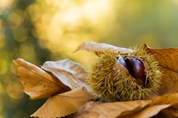 Каштани на фоні осіннього листя — стокове фото