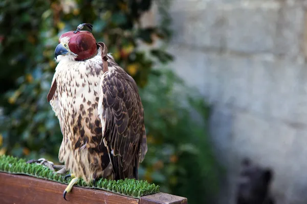 A falcon wearing its hood. Captive environment — Stock Photo, Image