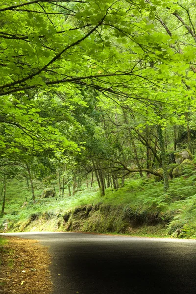 Montagna stradale al Parco Nazionale Portoghese — Foto Stock